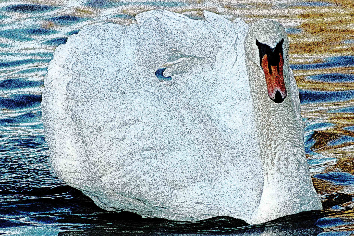 Mute Swan