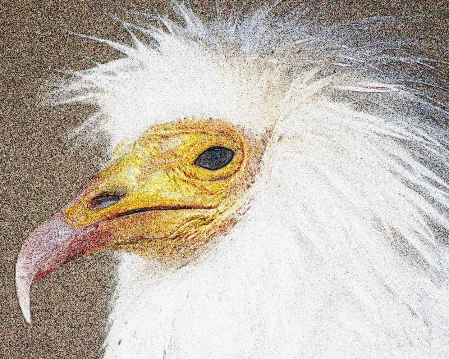 Egyptian Vulture