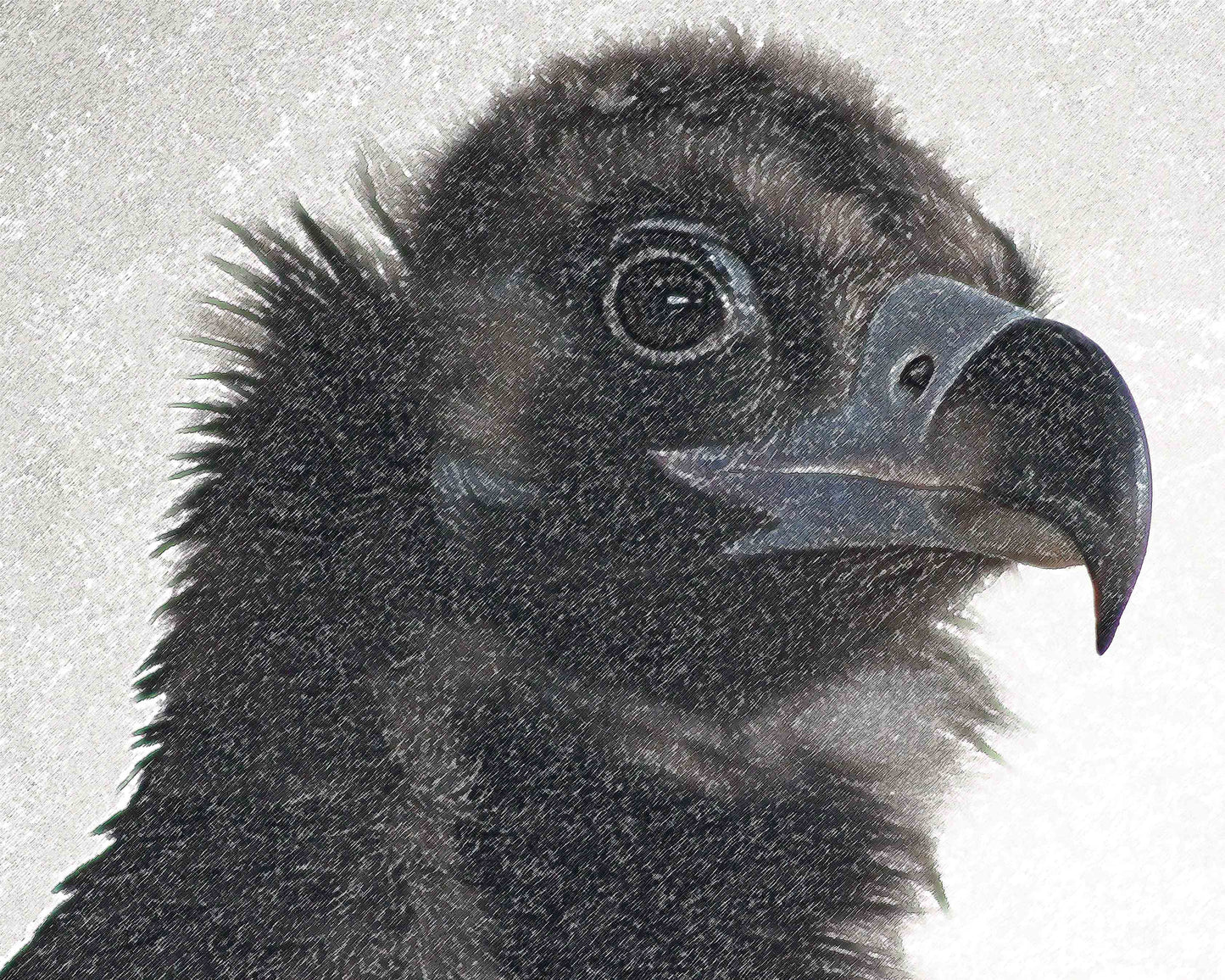 Eurasian Black Vulture