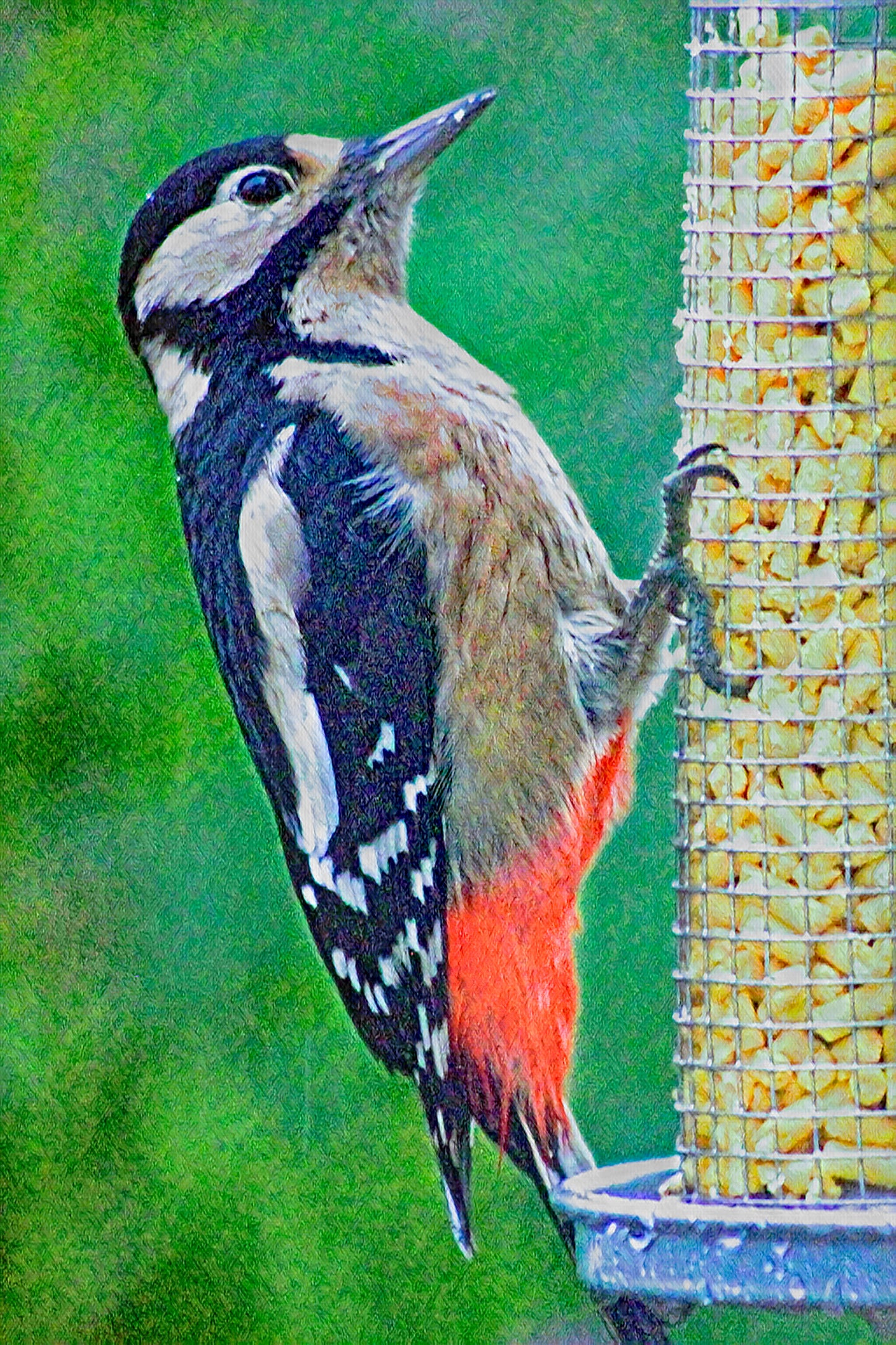 Greater Spotted Woodpecker