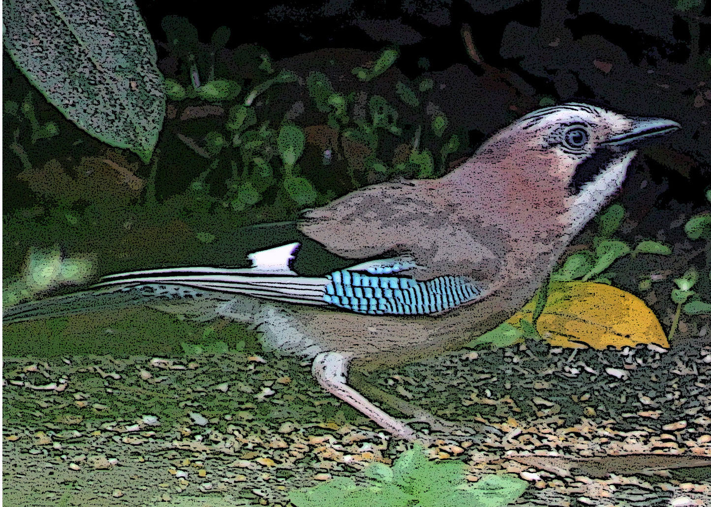 Jay