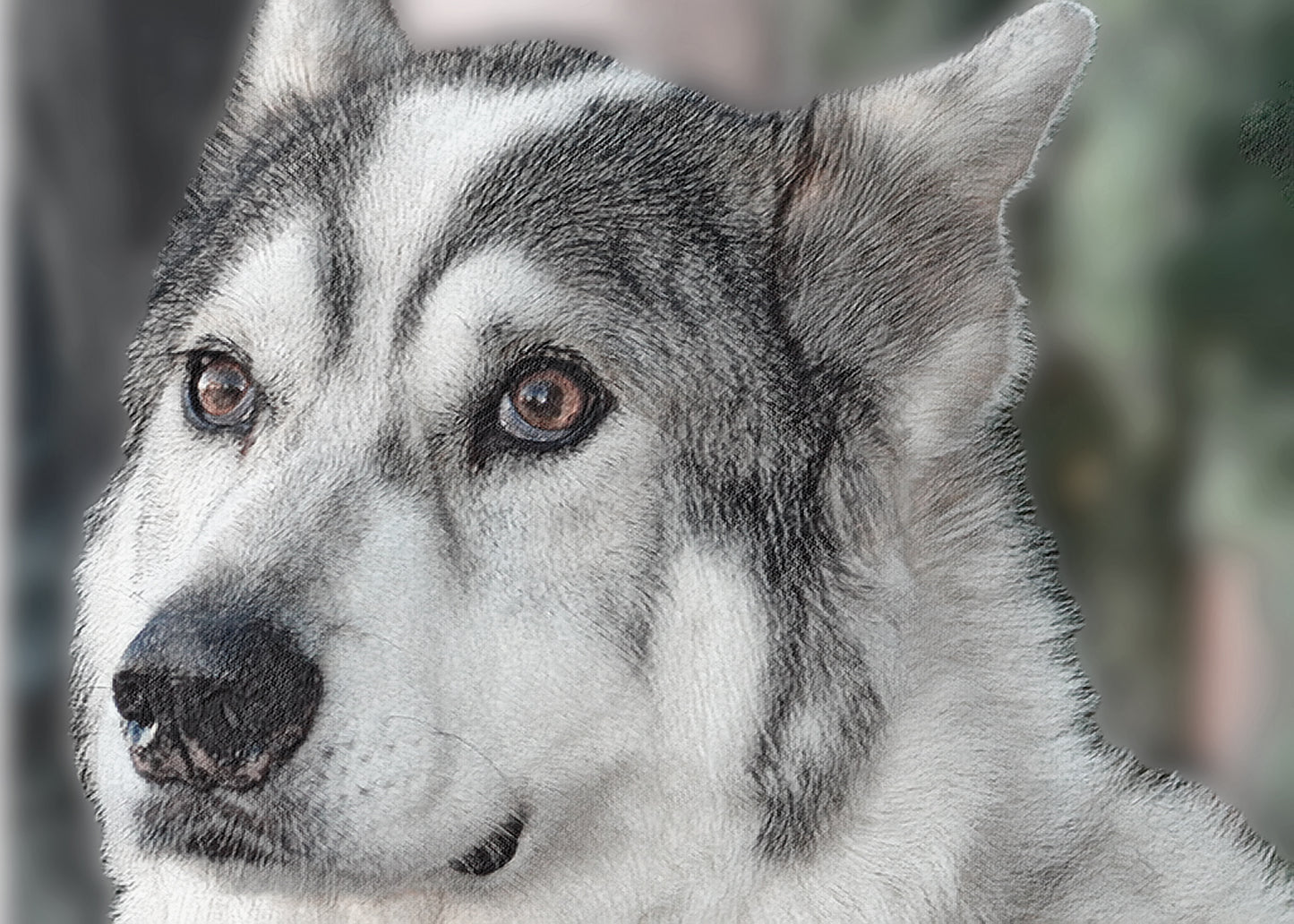 Malamute