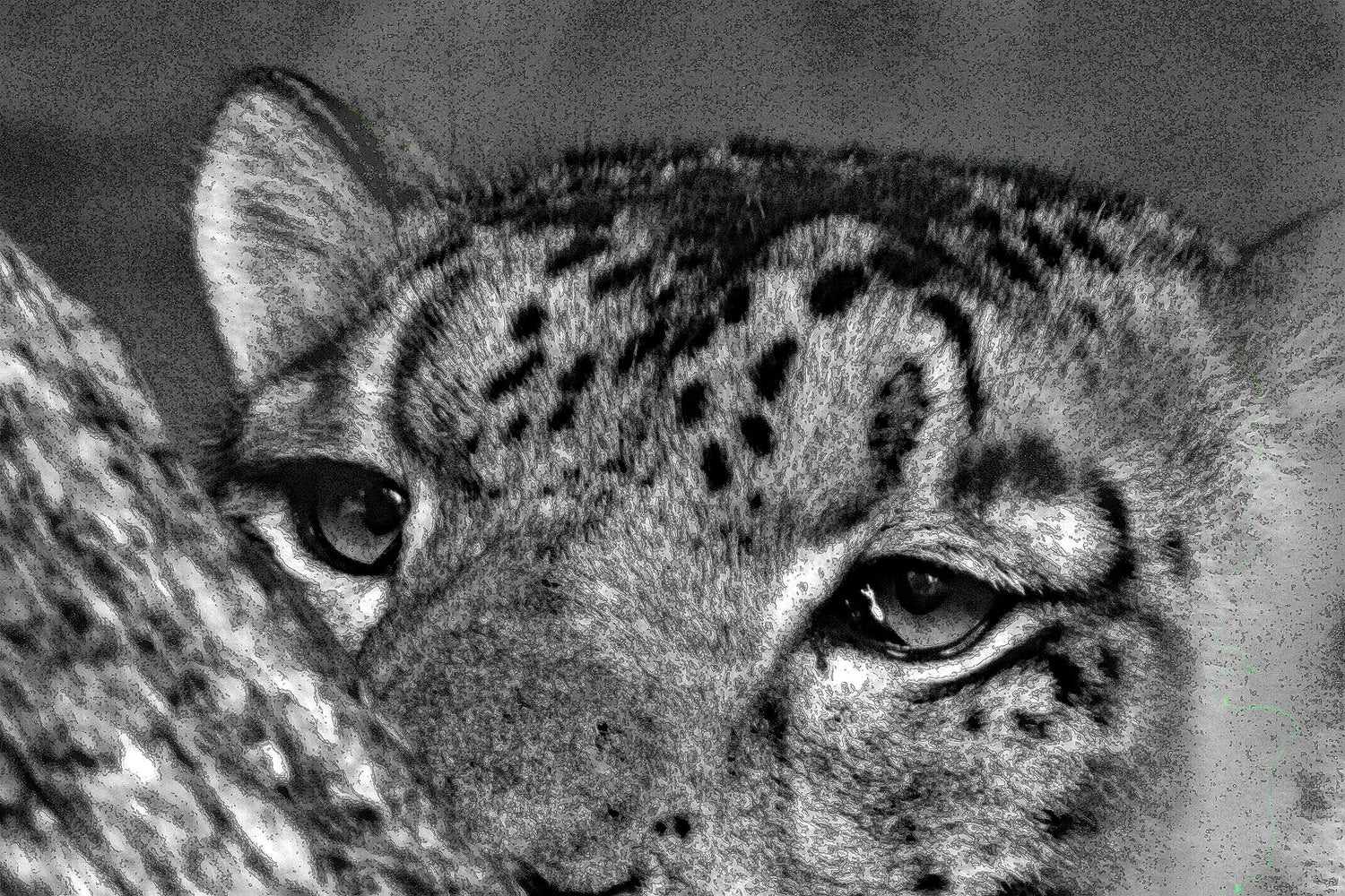 Wildlife Photography