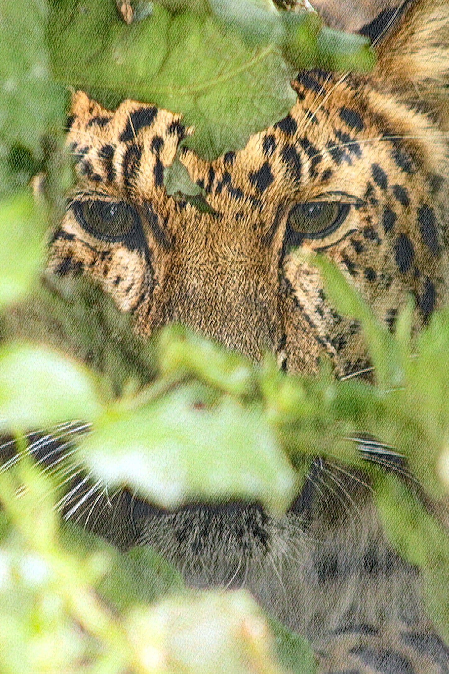Amur Leopard – Peeking Through the Undergrowth