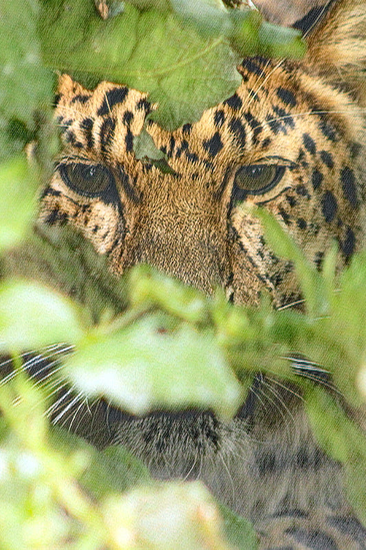 Amur Leopard – Peeking Through the Undergrowth