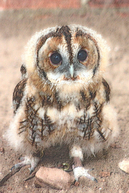 Baby Tawny Owl – Wide-Eyed Wonder