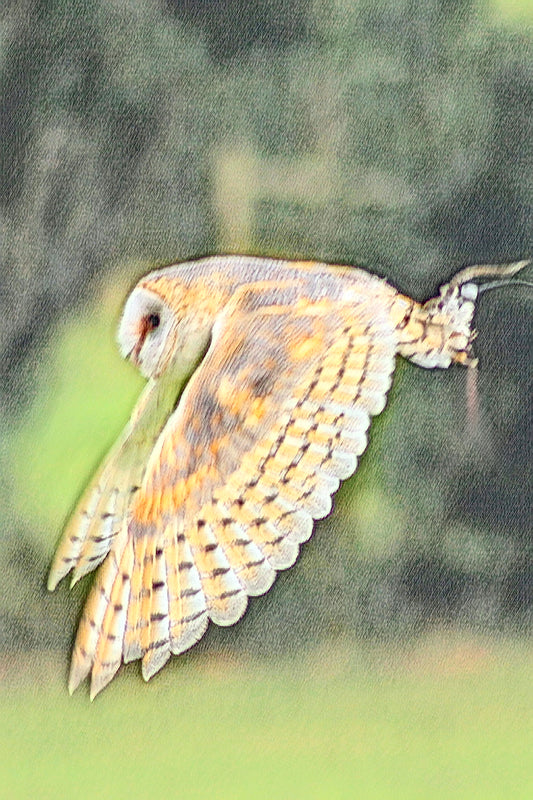 Barn Owl in Flight – Silent Hunter