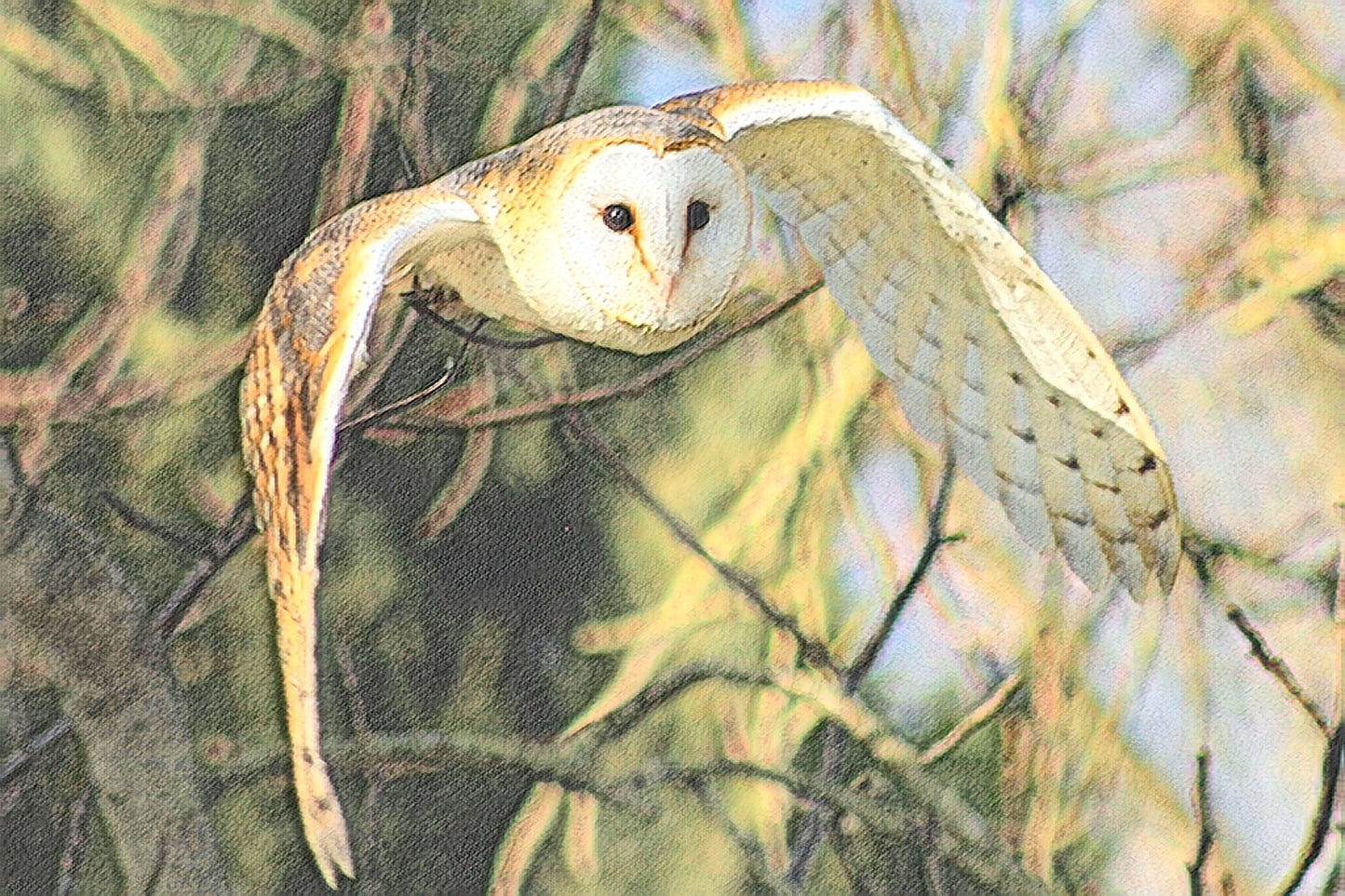 Barn Owl – Head-On Takeoff