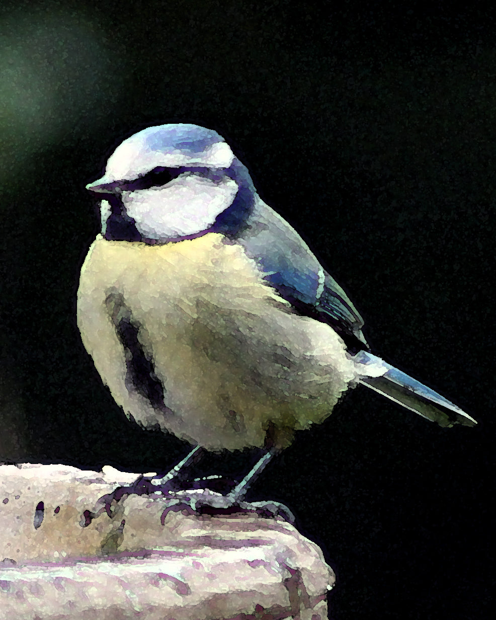 Bluetit