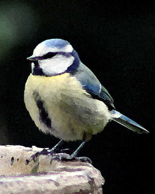 Bluetit