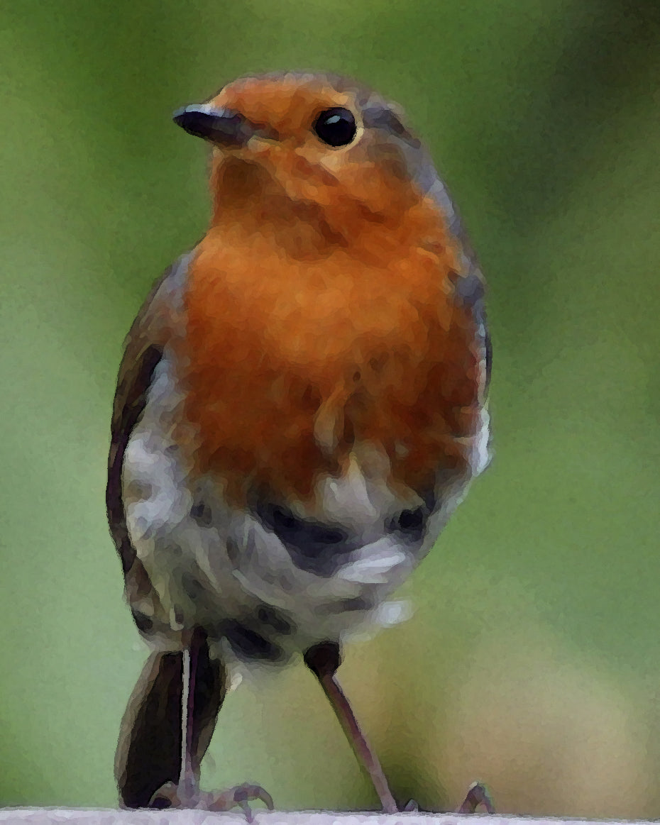 Cheeky Robin