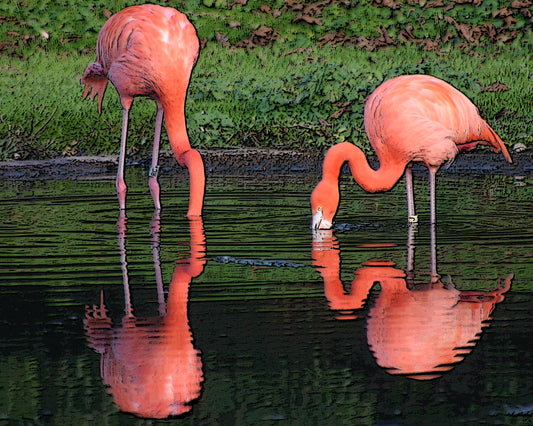 Flamingos of Slimbridge