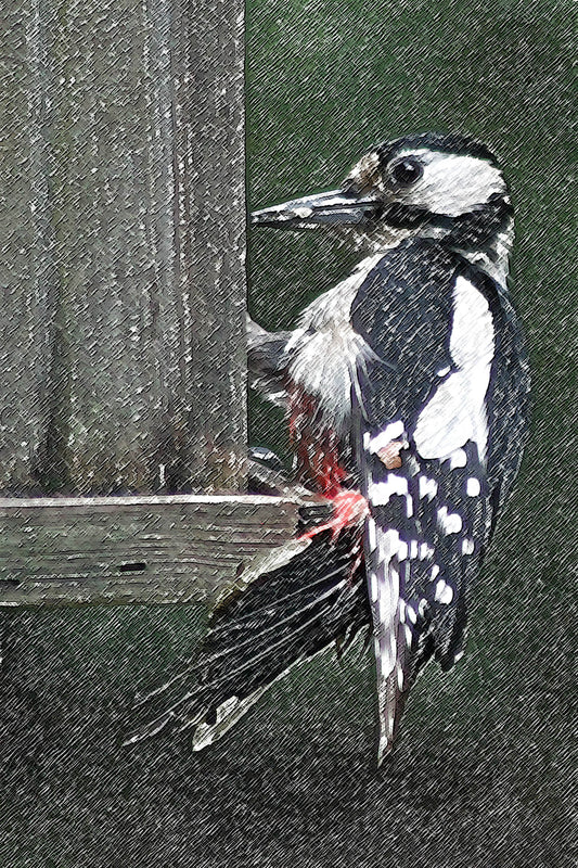 Woodpecker