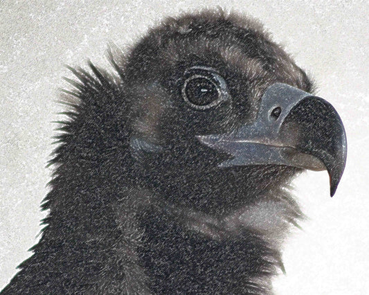 Eurasian Black Vulture