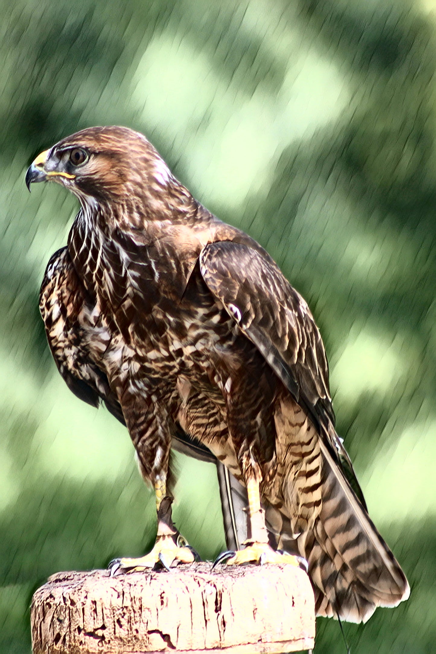 Buzzard – Perched on a Fence Post