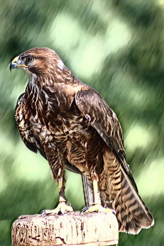 Buzzard – Perched on a Fence Post