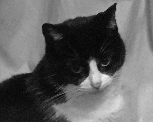 Black & White Cat