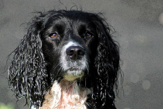 Springer Spaniel