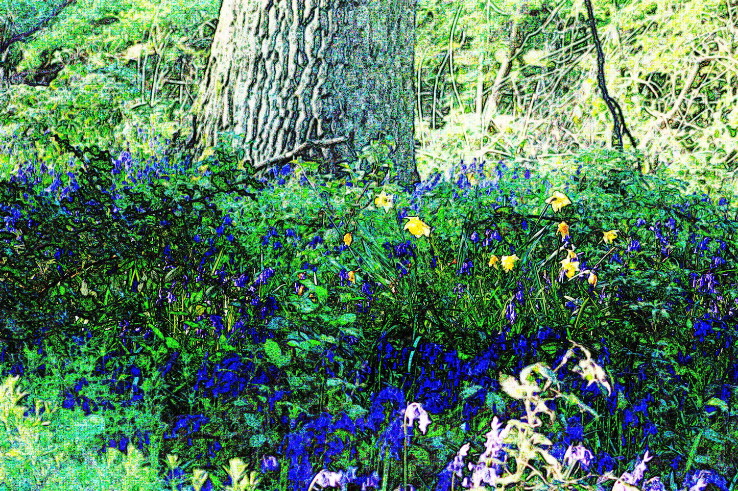 Bluebell Woods