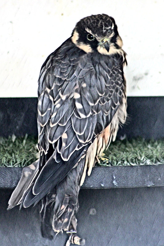 Hobby – The Falcon That Catches Swallows