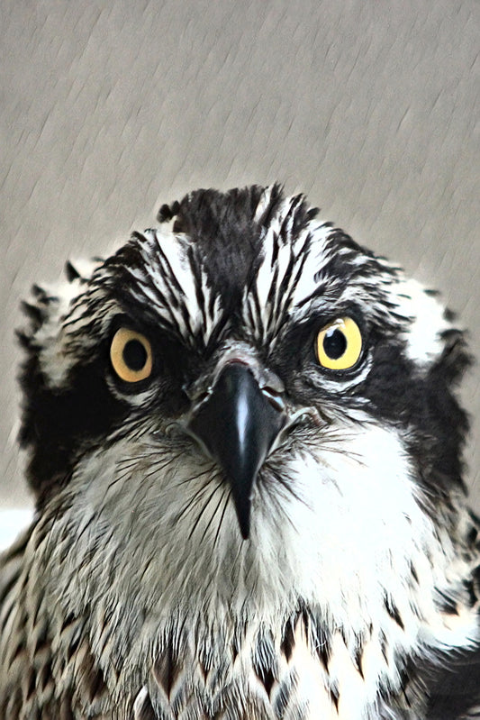 Osprey