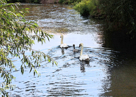 Swan Family